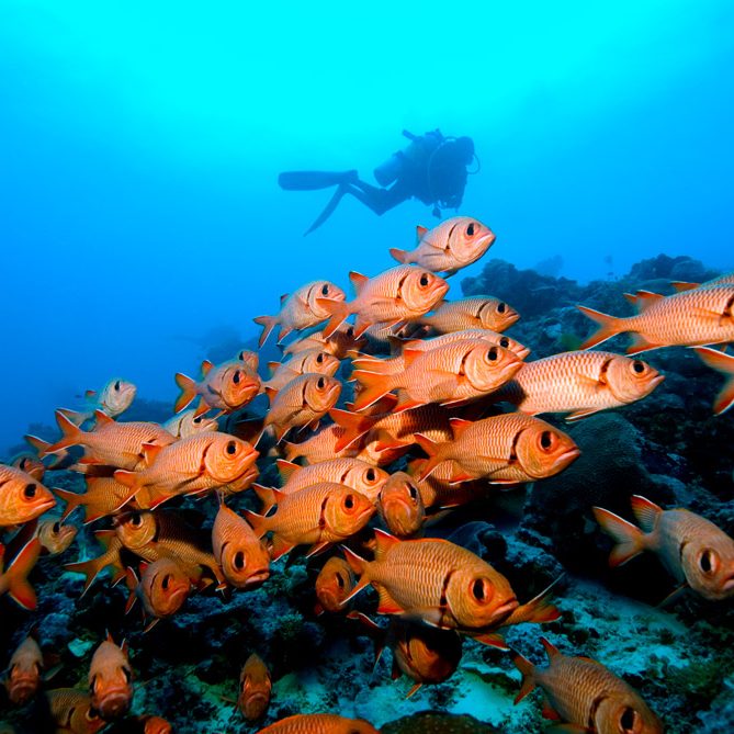 diver-redfish