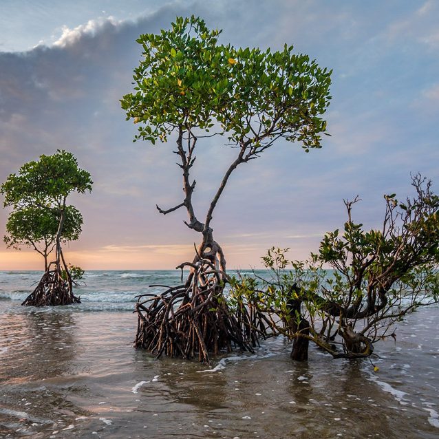 mangroves